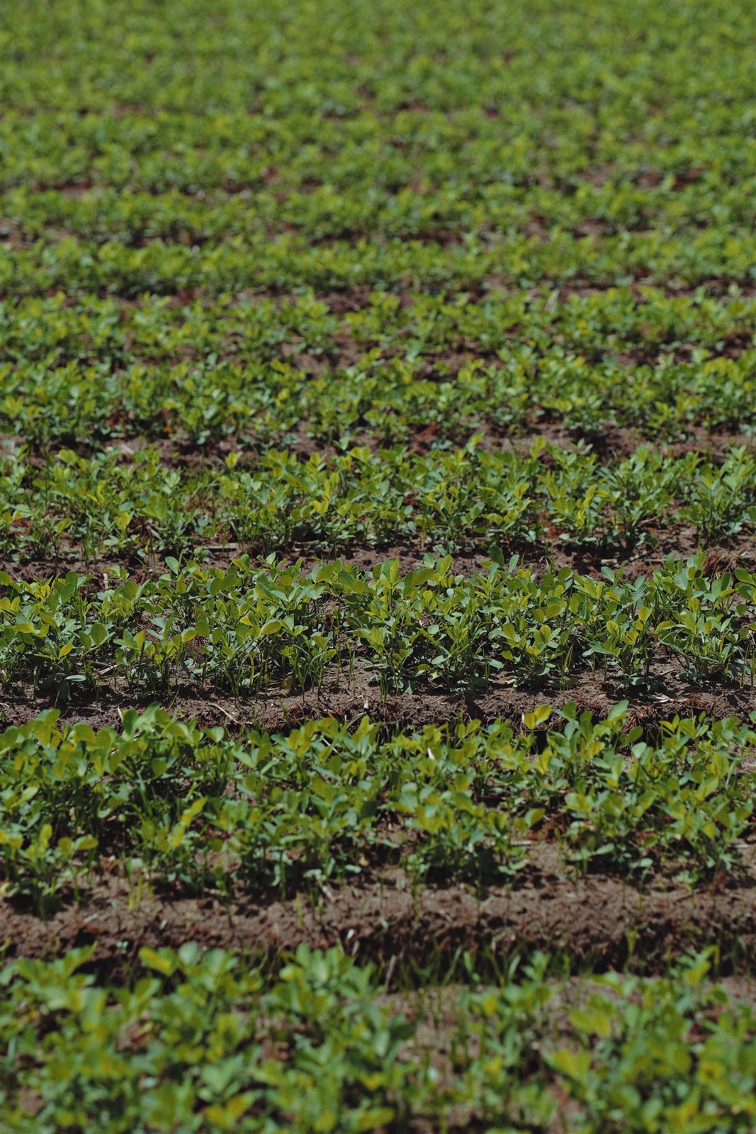 Rows of young green crops growing in soil